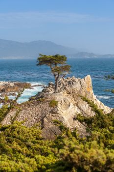 Island Coastline, Santa Cruz Island, Channel Islands National Park, California. pine on the background of the ocean 