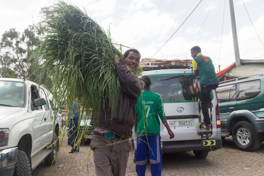 Addis Ababa: April 11: A man brings freshly cut grass, used for decorating floors during the holidays, to local market during Easter eve on April 11, 2015 in Addis Ababa, Ethiopia