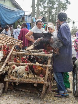 Addis Ababa: April 11: People bargain to buy roosters for the Easter Holidays at a local market on April 11, 2015 in Addis Ababa, Ethiopia