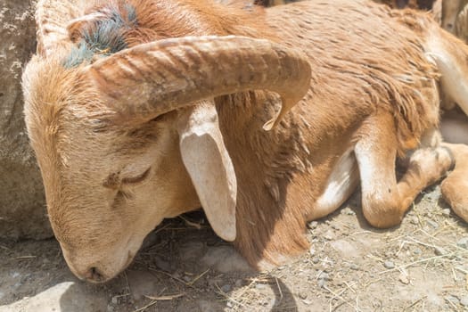 Addis Ababa: April 11: Sheep for sale at a local market during Easter eve on April 11, 2015 in Addis Ababa, Ethiopia