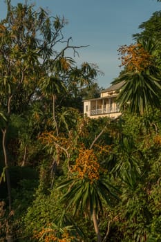An old house surrounded by dense vegetation with a variety of large trees