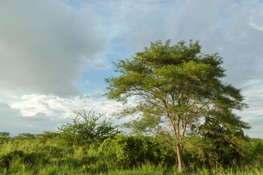 Trees standing tall from the shrubs and vegetation lit by the late afternoon sun