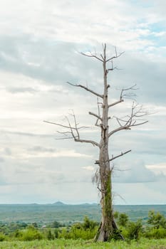 A leafless dying tree with vine growing on its trunk standing tall in the meadow lit by the late afternoon sun