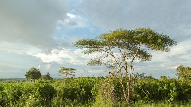 Trees standing tall from the shrubs and vegetation lit by the late afternoon sun