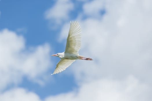 A Little Egret which is a small white Hernon in mid flight