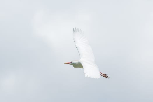 A Little Egret which is a small white Hernon in mid flight