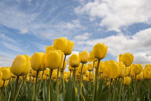 Yellow tulips in the Noordoostpolder in the Netherlands