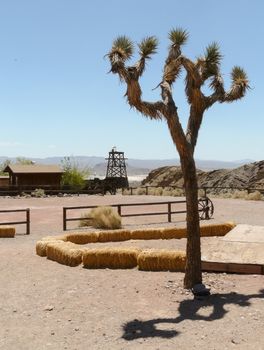 Calico, CA, USA - May 18, 2008: Joshua tree in Calico Ghost Town. Below view at old, abandoned houses of this obsolete silver mining town.