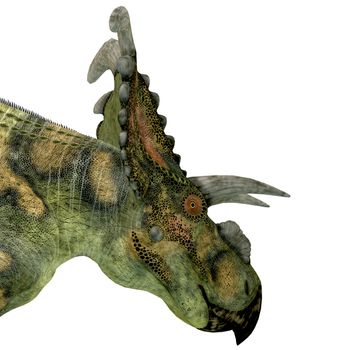 Albertaceratops was a herbivorous dinosaur that lived in Upper North America in the Cretaceous Period.