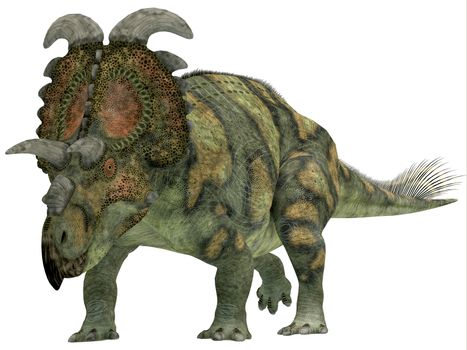 Albertaceratops was a herbivorous dinosaur that lived in Upper North America in the Cretaceous Period.