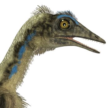 Archaeopteryx was a reptile carnivorous bird that lived in the Jurassic Age of Germany.