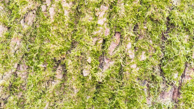 Green fresh moss on tree bark texture closeup background