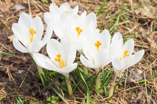 Tender spring blooming white crocus flowers on sunlight Alpine meadow
