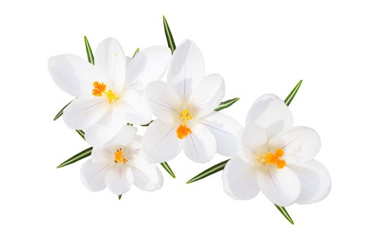 White spring blossom of sunlit crocus tender flowers with leaves isolated top view