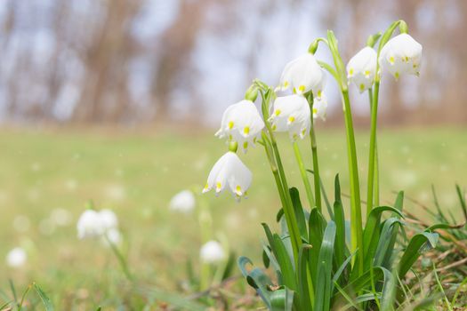 Leucojum spring snowdrops bloom on shiny glade in springtime forest. Stock photo with shallow DOF and blurred background.