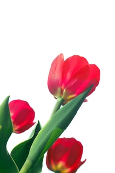 Red tulips isolated on white background close up view