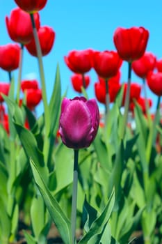 Red tulips in the garden close up view