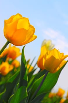 Yellow tulips in the garden over blue sky background