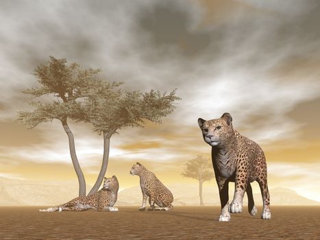 Jaguar herd with baby and umbrella acacias in the savannah - 3D render