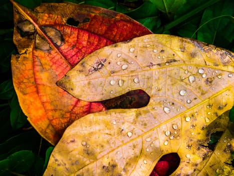 Close up of beautiful texture of yellow and orange leaf on the ground in autumn with water drops