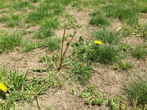 Dandelions, sparse grass and dirt.
