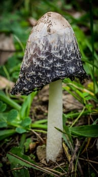 Large unusual mushroom on background of green grass and  fallen green leaves.