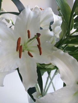 Extreme close up of a white lily showing the orange powdered filaments