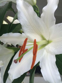 Extreme close up of a white lily showing the orange powdered filaments