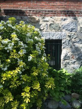 Flowerin green bush near a stone wall and exterior window of a brick building