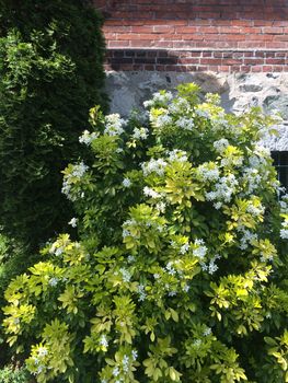Flowering green bush near a stone wall and exterior window of a brick building