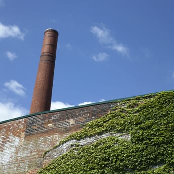 Green ivy thrives on a descheveled factory wall made of brick with a large smoke stack 
