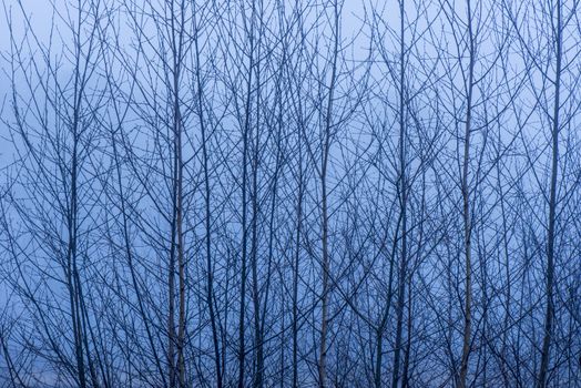 Birch tree branches against a misty background