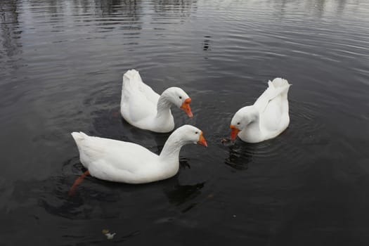 white geese floating in the water