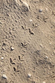 bird footprints in the dirt road