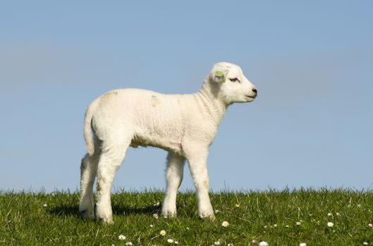 Little lamb on a dike along the Dutch coast