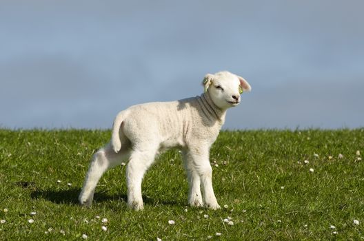 Little lamb on a dike along the Dutch coast