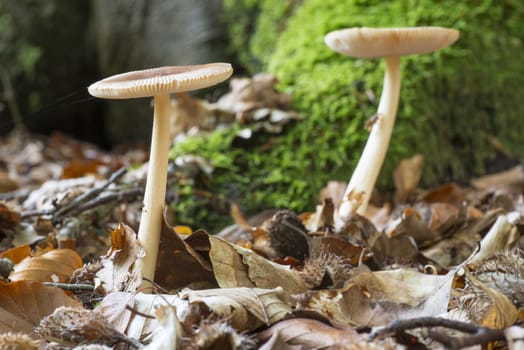 Amanita Gemmata mushroom in nature reserve de Bekendelle in Winterswijk in the Netherlands.