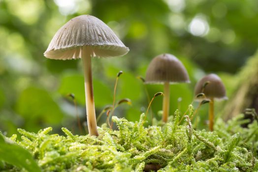 Mushrooms in line in forest in the autumn in the Netherlands