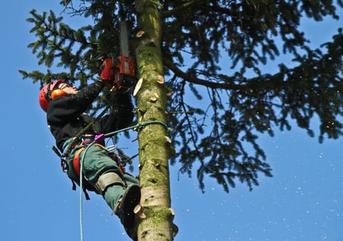 Woodcutter in action in denmark