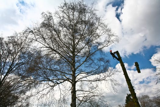 Woodcutter in action in denmark