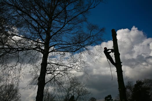 Woodcutter in action in denmark