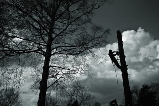 Woodcutter in action in denmark
