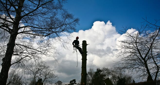 Woodcutter in action in denmark