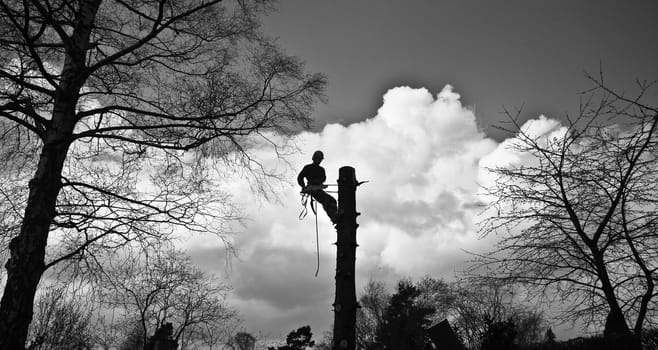 Woodcutter in action in denmark