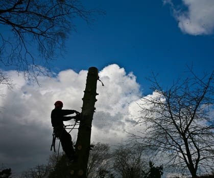 Woodcutter in action in denmark