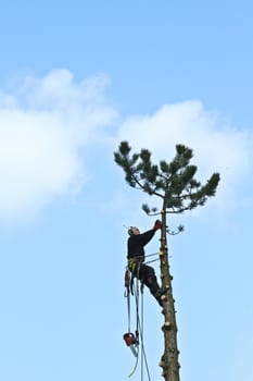 Woodcutter in action in denmark