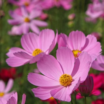 Close up pink cosmos flowers in the garden