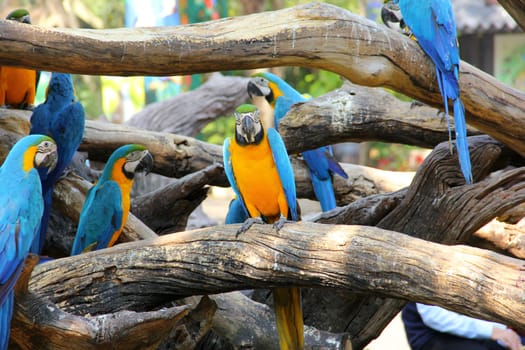 Colorful macaw sitting on the log