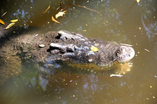 Close-up crocodile resting on pool