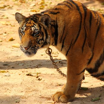 Bengal tiger in Kanchanaburi at Thailand